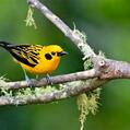 Golden Tanager (Tangara arthus)