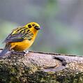 Golden Tanager (Tangara arthus)