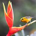 Golden Tanager (Tangara arthus)
