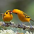 Golden Tanager (Tangara arthus)