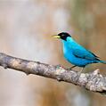 Green Honeycreeper (Chlorophanes spiza)