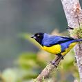 Hooded Mountain Tanager (Buthraupis montana)