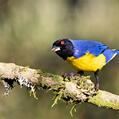 Hooded Mountain Tanager (Buthraupis montana)