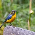 Lacrimose Mountain Tanager (Anisognathus lacrymosus)