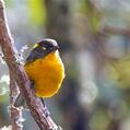 Lacrimose Mountain Tanager (Anisognathus lacrymosus)