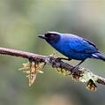 Masked Flowerpiercer (Diglossa cyanea)