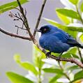 Masked Flowerpiercer (Diglossa cyanea)