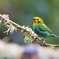 Multicolored Tanager (Chlorochrysa nitidissima)