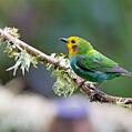 Multicolored Tanager (Chlorochrysa nitidissima)