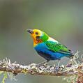 Multicolored Tanager (Chlorochrysa nitidissima)