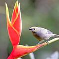 Palm Tanager (Thraupis palmarum)