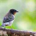 Rufous-throated Tanager (Tangara rufigula)