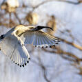 Australian White Ibis (Threskiornis molucca)