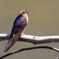 Welcome Swallow (Hirundo neoxena)