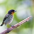 Rufous-throated Tanager (Tangara rufigula)