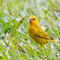 Saffron Finch (Sicalis flaveola)