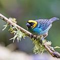 Saffron-crowned Tanager (Tangara xanthocephala)