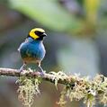 Saffron-crowned Tanager (Tangara xanthocephala)