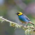 Saffron-crowned Tanager (Tangara xanthocephala)