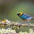 Saffron-crowned Tanager (Tangara xanthocephala)