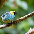 Saffron-crowned Tanager (Tangara xanthocephala)