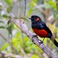 Scarlet-bellied Mountain Tanager (Anisognathus igniventris)