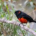 Scarlet-bellied Mountain Tanager (Anisognathus igniventris)