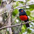 Scarlet-bellied Mountain Tanager (Anisognathus igniventris)