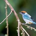 Scrub Tanager (Tangara vitriolina)
