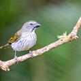 Streaked Saltator (Saltator striatipectus)