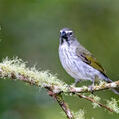 Streaked Saltator (Saltator striatipectus)