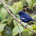 White-sided Flowerpiercer (Diglossa albilatera)