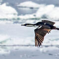 Antarctic Shag (Leucocarbo bransfieldensis)