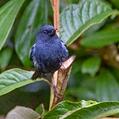 White-sided Flowerpiercer (Diglossa albilatera)