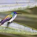 Andean Emerald (Amazilia franciae)