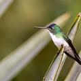Andean Emerald (Amazilia franciae)