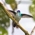 Andean Emerald (Amazilia franciae)