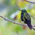 Black-thighed Puffleg (Eriocnemis derbyi)