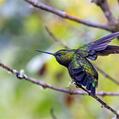 Black-thighed Puffleg (Eriocnemis derbyi)