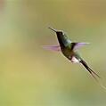 White-booted Racket-tail (Ocreatus underwoodii)
