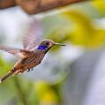 Brown Violetear (Colibri delphinae)