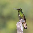 Buff-tailed Coronet (Boissonneaua flavescens)