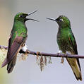 Buff-tailed Coronet (Boissonneaua flavescens)