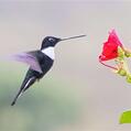 Collared Inca (Coeligena torquata)