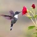 Collared Inca (Coeligena torquata)