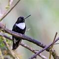 Collared Inca (Coeligena torquata)