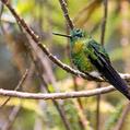Golden-breasted Puffleg (Eriocnemis mosquera)