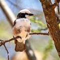 Northern White-crowned Shrike (Eurocephalus ruppelli)
