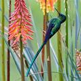 Long-tailed Sylph (Aglaiocercus kingii)