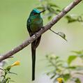 Long-tailed Sylph (Aglaiocercus kingii)